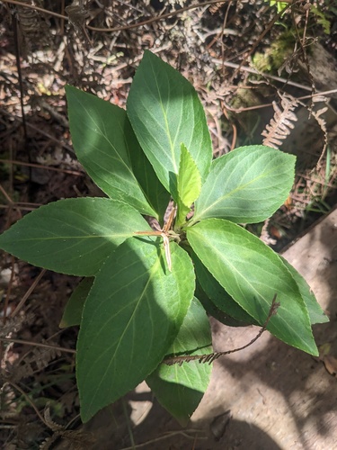 Viola wailenalenae, 2023-06-08