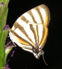 Arawacus separata