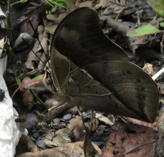 Archaeoprepona chromus