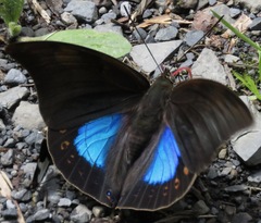 Archaeoprepona chromus