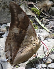 Archaeoprepona chromus