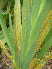 Uromyces transversalis