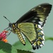 Mariposas Cola de Golondrina - Photo (c) Rich Hoyer, algunos derechos reservados (CC BY-NC-SA), subido por Rich Hoyer