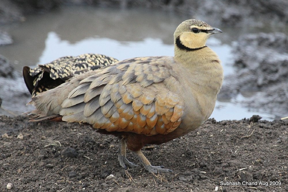 Yellow-throated Sandgrouse from Kenya on August 14, 2009 by subhashc ...