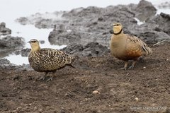 Pterocles gutturalis