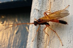 Opheltes glaucopterus barberi