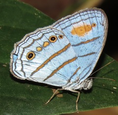 Caeruleuptychia helios