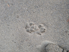 Canis lupus crassodon