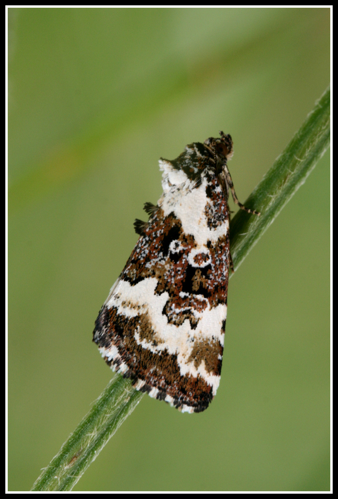 Pretty Marbled
