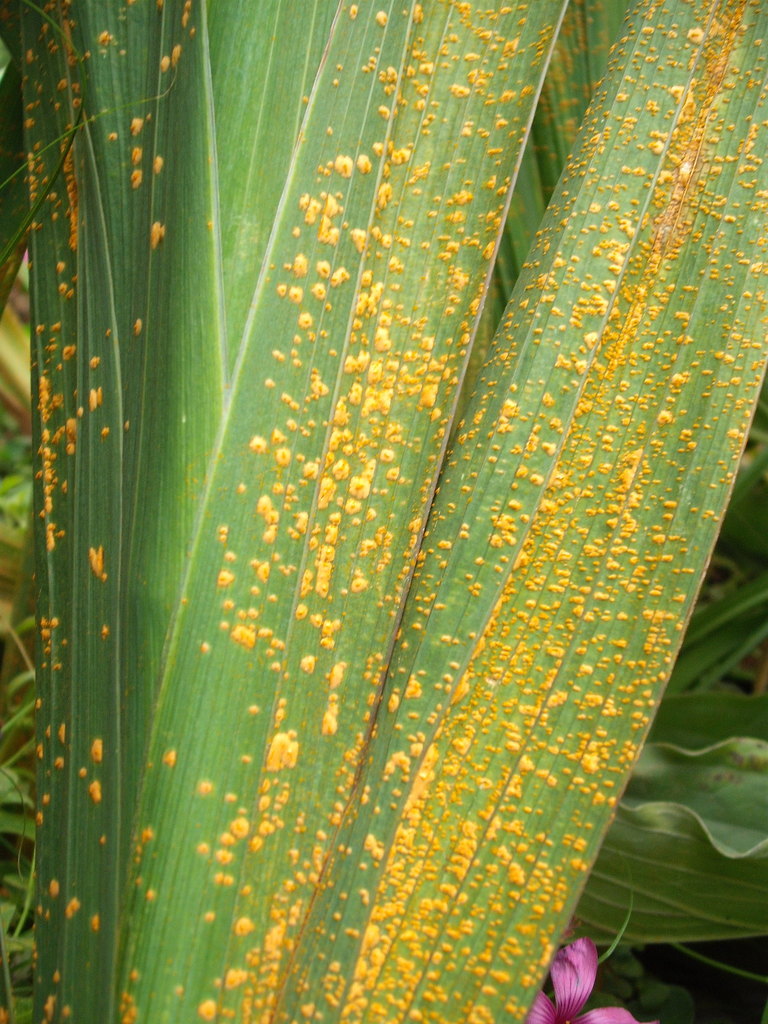 Gladioli Rust