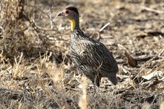 Pternistis leucoscepus