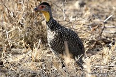 Pternistis leucoscepus