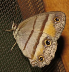 Cissia penelope