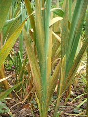 Uromyces transversalis