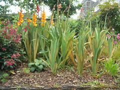 Uromyces transversalis