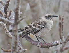 Mimus parvulus bauri