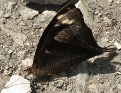 Corades pannonia