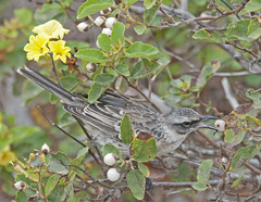 Mimus parvulus bauri