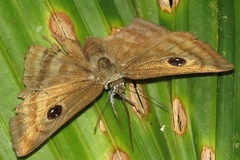 Cyclosemia