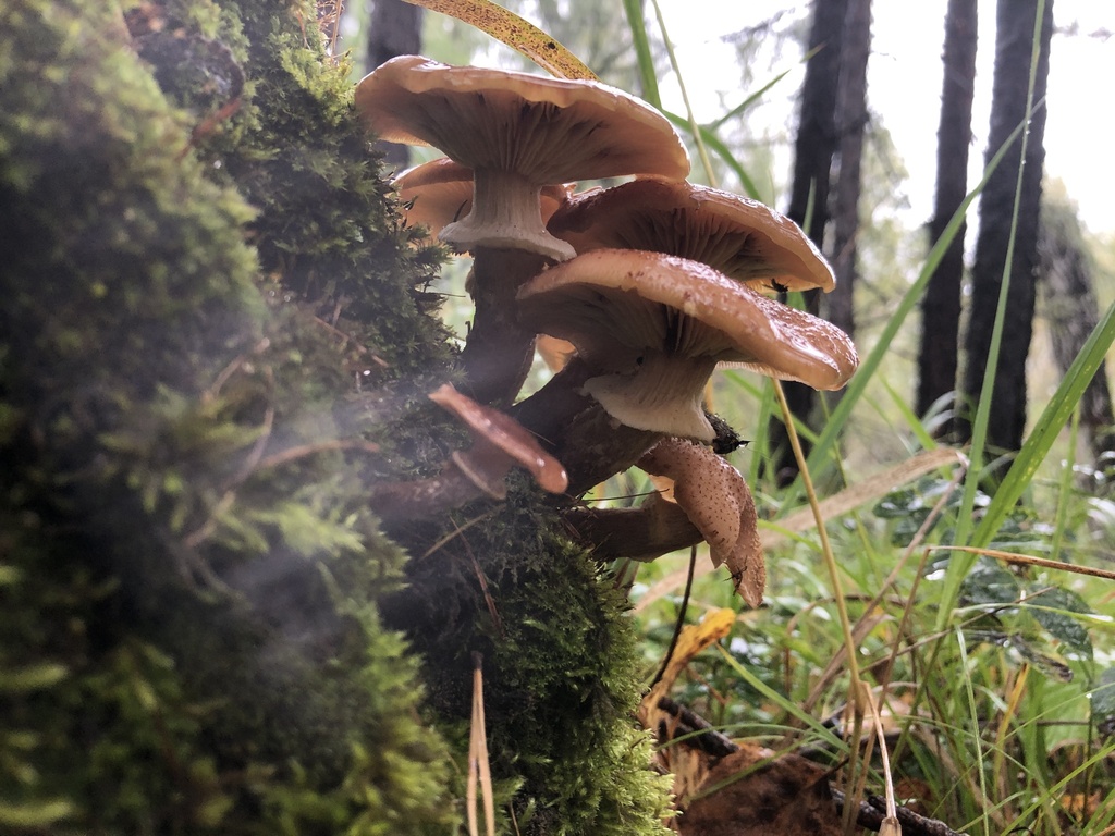 Armillaria borealis