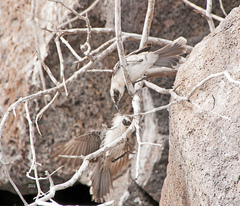 Mimus parvulus bauri