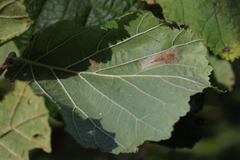 Phyllonorycter nicellii