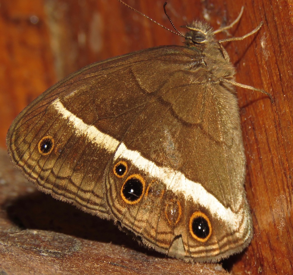 Erichthodes julia