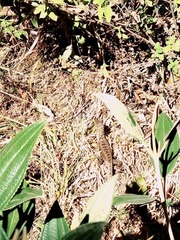 Stenocercus guentheri