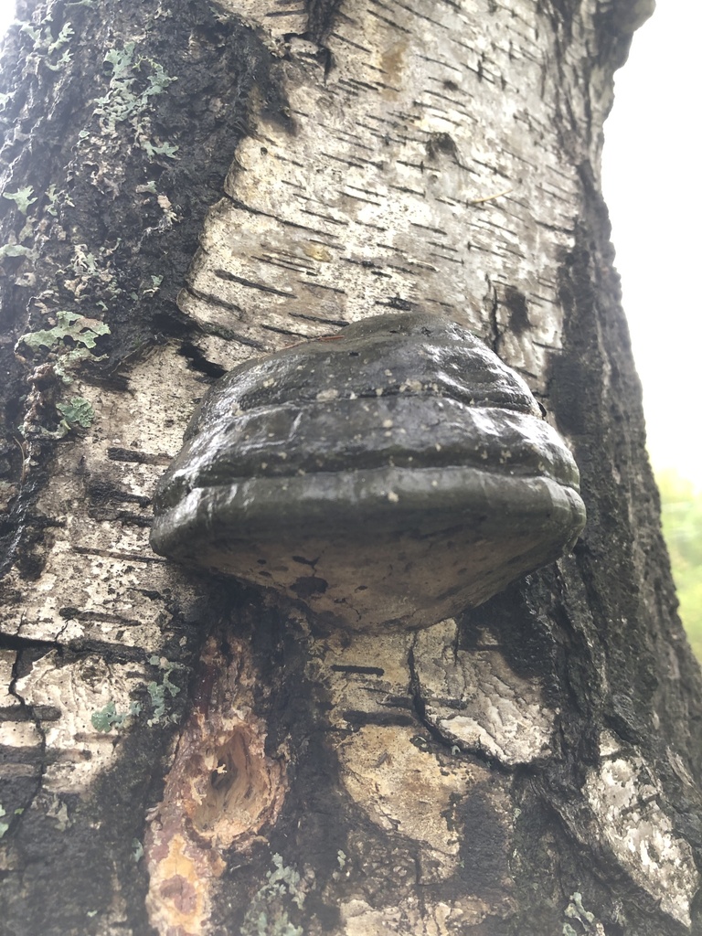 Fomes fomentarius · August 2025 · photo: © ro_ko (iNaturalist, cc-by)