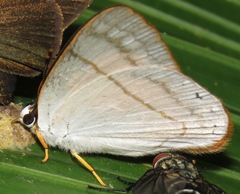 Euselasia gyda