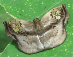 Quadrus truncata