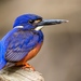Kingfishers and Allies - Photo (c) David White, some rights reserved (CC BY-NC), uploaded by David White