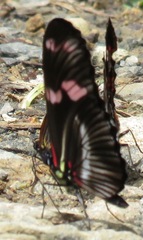 Heliconius telesiphe