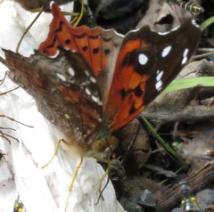 Hypanartia kefersteini