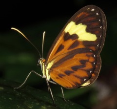 Hypothyris cantobrica