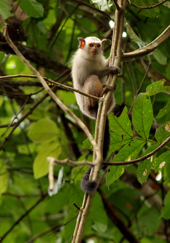 Snethlage’s Marmoset