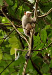 Emilia's Marmoset photo 4