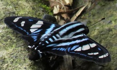 Jemadia