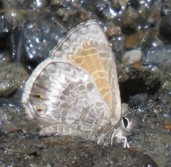 Leptotes callanga