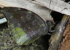 Lieinix nemesis nemesis