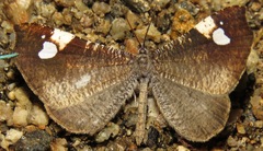Macrosoma subornata