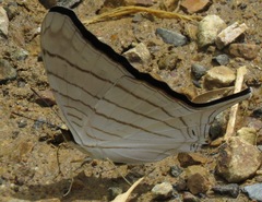 Marpesia livius