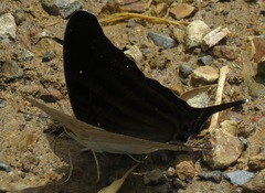 Marpesia livius