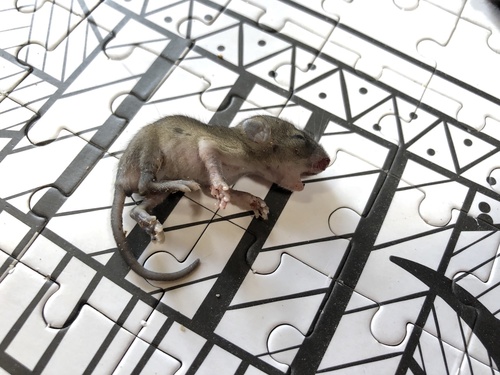 Rattus rattus observed 2019-11-08