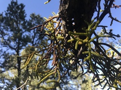 Arceuthobium oxycedri