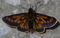 Metardaris cosinga