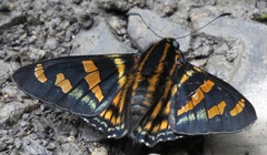 Mimardaris sela