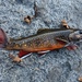 Brook Trout (Brook) - Photo (c) sfruhan, some rights reserved (CC BY-NC)