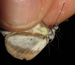 Moschoneura pinthous