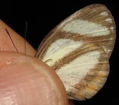 Moschoneura pinthous